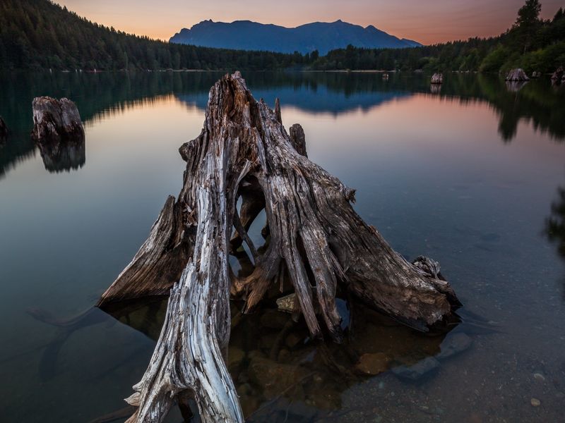Tree stump at Rattlesnake Lake Smithsonian Photo Contest