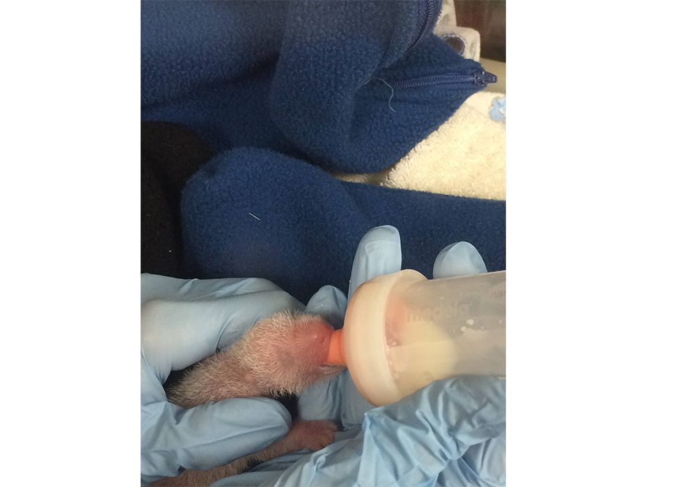 Panda Update: Giant Panda Mom Mei Xiang Won’t Exchange Care of Cubs