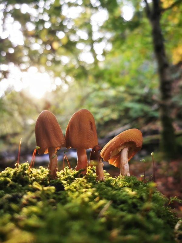 Mushroom family thumbnail