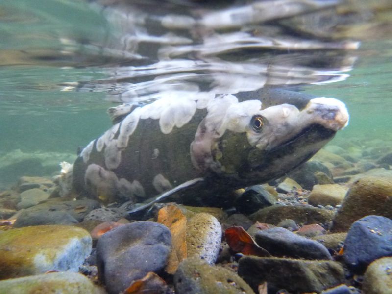 Salmon, close to end of spawning season Smithsonian Photo Contest
