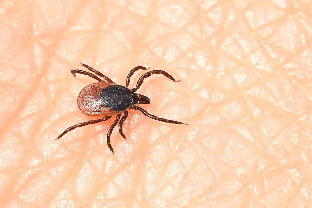 A tick