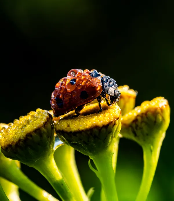 Dewy ladybird on tansy thumbnail