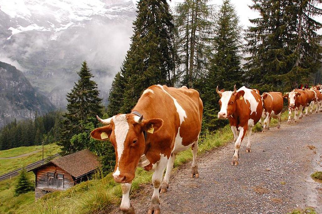 Swiss Cows