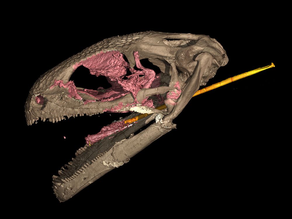 Albanerpetontid Skull