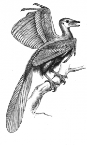 20110520083204archaeopteryx-illustrated-180x300.jpg