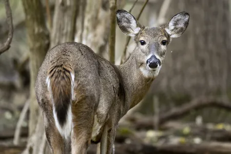 Though current variants don't appear to jump from deer to humans, monitoring how the virus spreads through deer populations could be critical for public health.