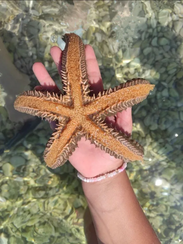 Asterias forbesi thumbnail