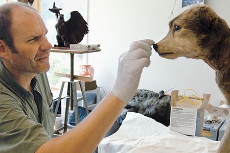 "It really is a miracle that he came in as good shape as he did," says taxidermist Paul Rhymer, who spent a month carrying out Owney's first restoration since he went on display.