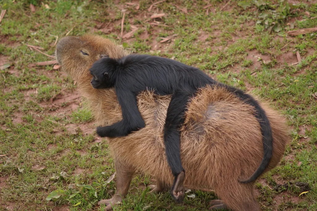 02_07_2014_capybara monkey.jpg