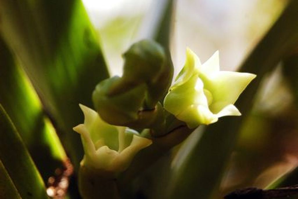 20110520102316orchid2.jpg