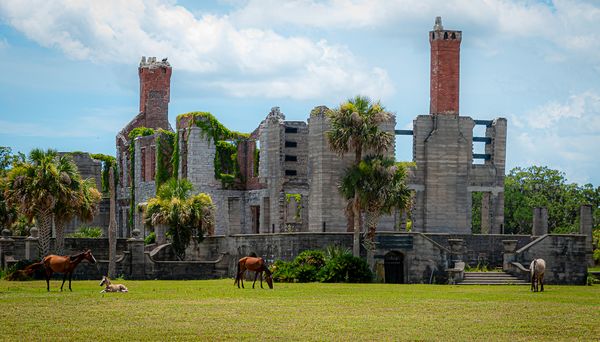 Wild Horses at Cumberland Island Ruins thumbnail