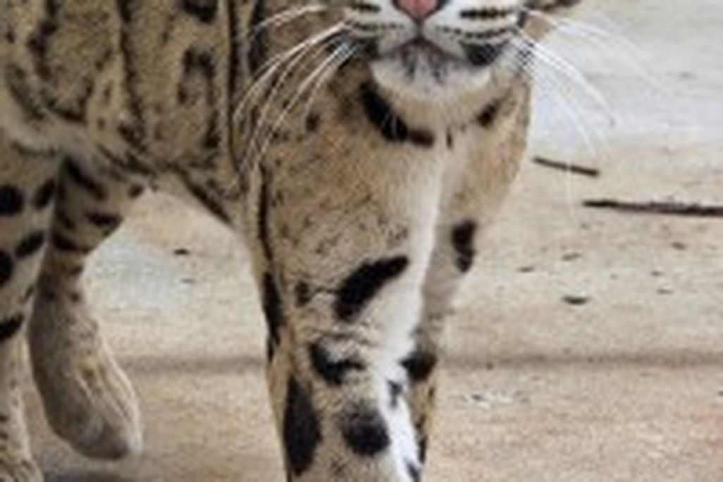 20110520102410cloudedleopard-199x300.jpg
