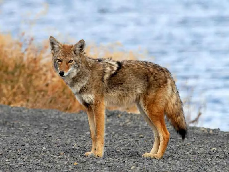 Coyotes Poised to Infiltrate South America | At the Smithsonian|  Smithsonian Magazine