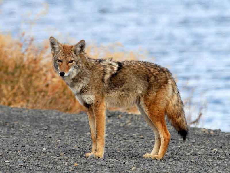 coyote