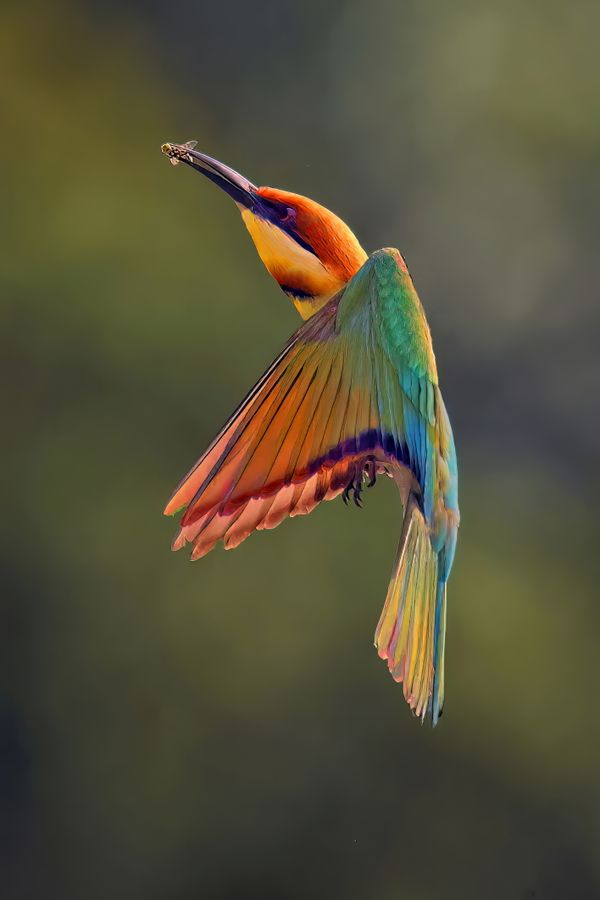 Chestnut-headed Bee-eater hunting thumbnail
