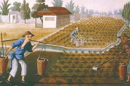 Among botanist Robert Fortune's tasks in China was to learn the procedure for manufacturing tea, as shown in this 18th century tea plantation.