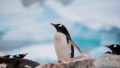 The Penguins That Thrive&mdash;and the Ones Left Behind&mdash;as Antarctica Warms