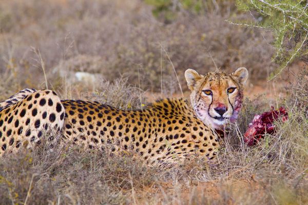 Female cheetah eating a springbok thumbnail