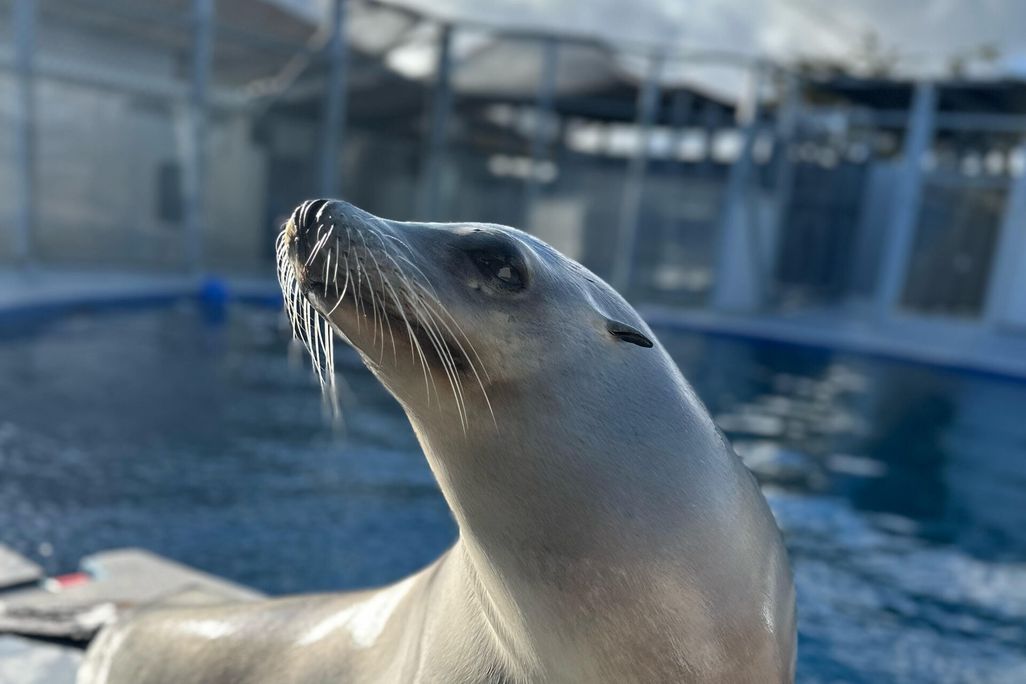 Ronan the California sea lion in front of a pool.