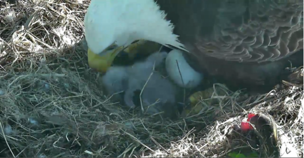 baby eagle