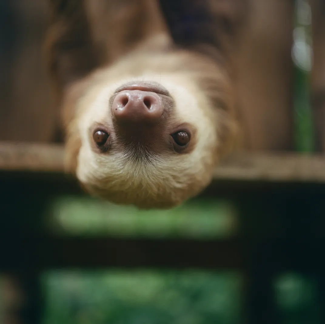 juvenile Hoffman's two-toed sloth