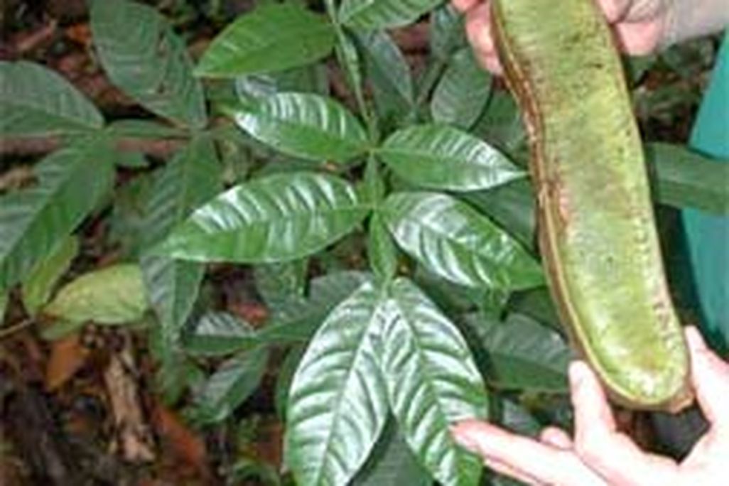 20110520085958pacay.jpg