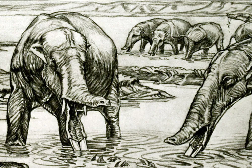 an old illustration of elephants with flat trunks and long, scoop-like lower jaws and tusks drinking from a lake