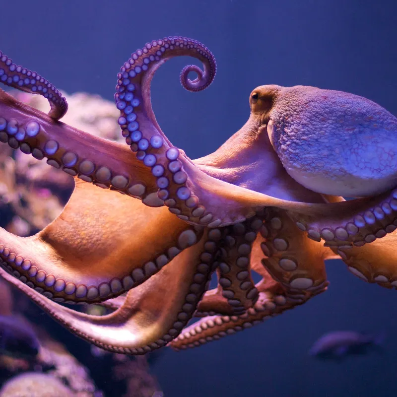 Severed Octopus Arms Have a Mind of Their Own