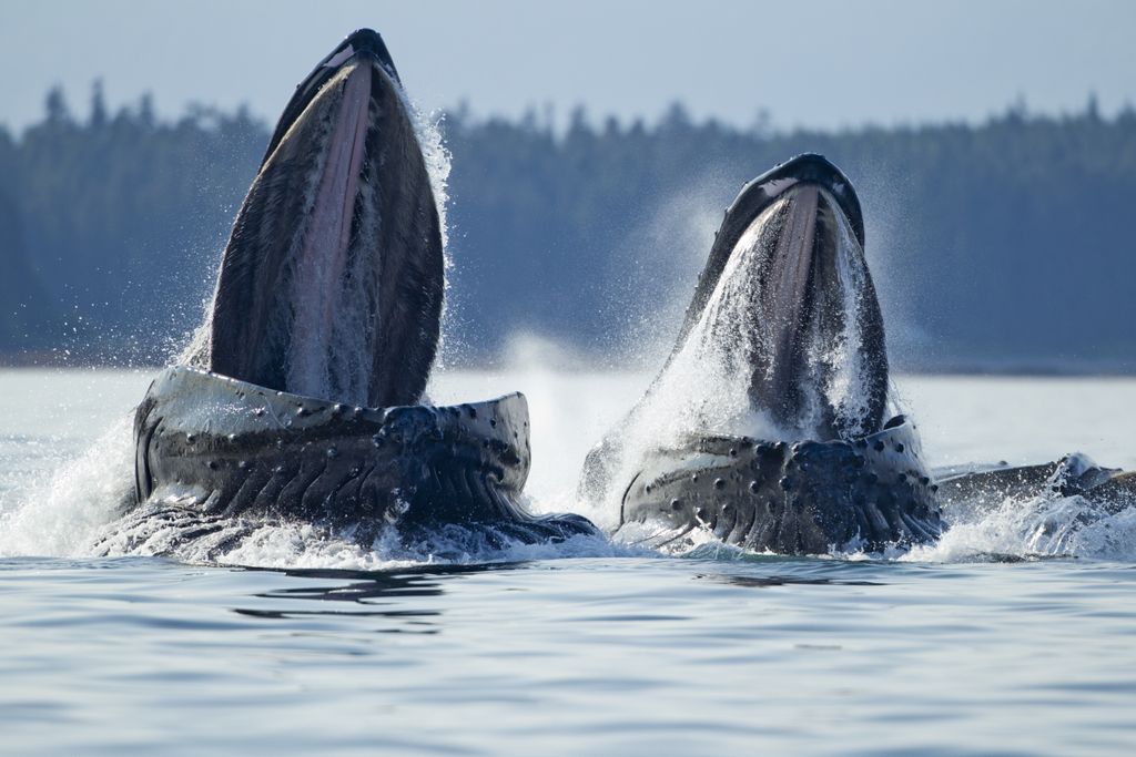 Two humpback whales lunge feed at the surface of the water with mouths open