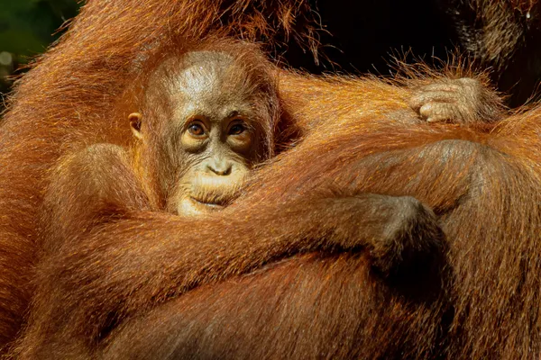 Bornean Orangutan thumbnail