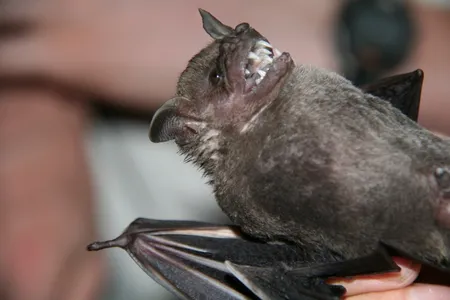 Barro Colorado Island, on the Panama Canal, is home to at least 74 bat species. A group of German researchers is studying them all to understand the spread of diseases.