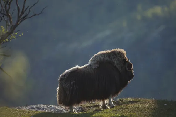 The Last of the Ice Age thumbnail