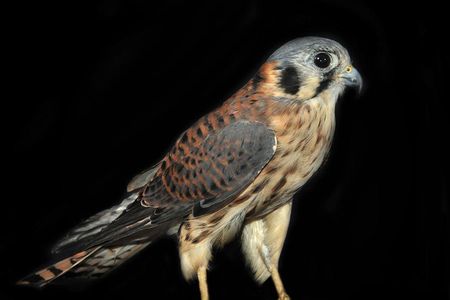 “Kestrels are renowned raptor aerialists,” writes Traer Scott in the book’s introduction. “A kestrel is a type of falcon that is able to hover in midair. This feat is achieved by beating its wings back and forth extremely fast, much like a tiny hummingbird.” This image was taken at Horizon Wings.

