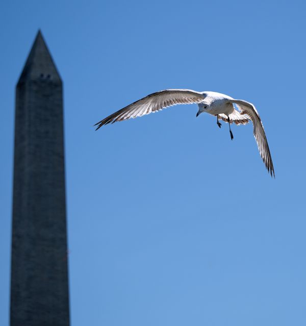 Flying by the Washington Monument thumbnail