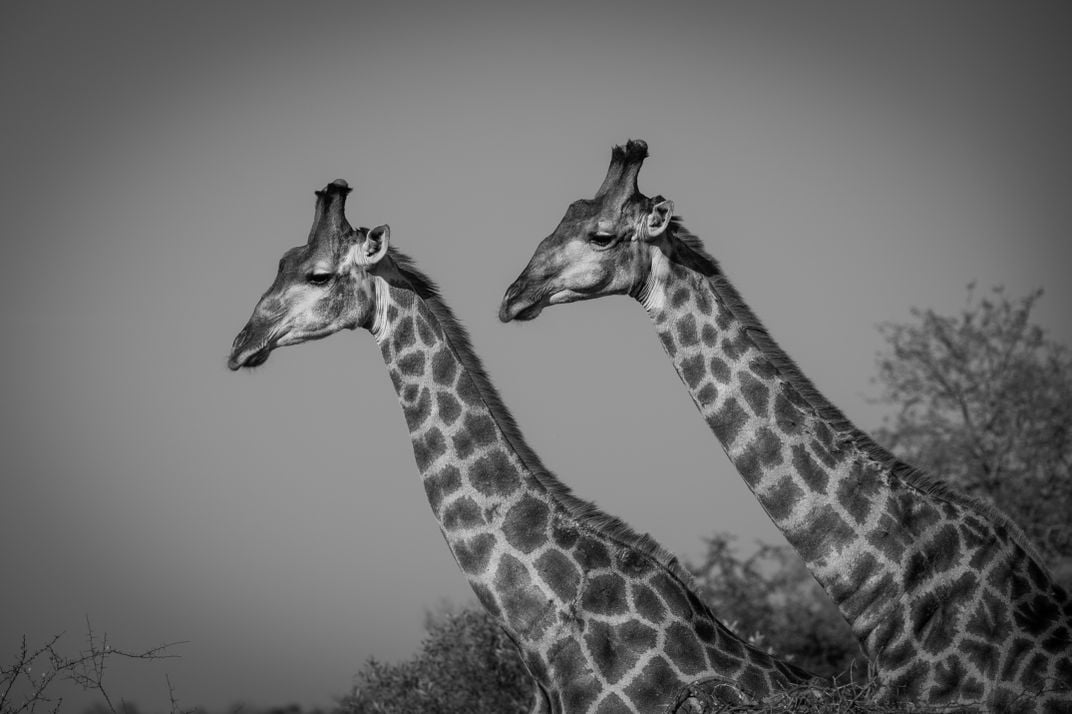 Giraffes Smithsonian Photo Contest Smithsonian Magazine