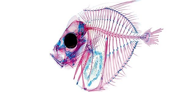 Transparent fish