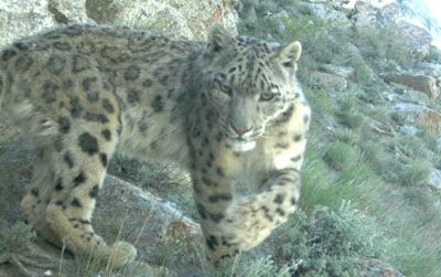 A snow leopard caught in a camera trap in Afghanistan