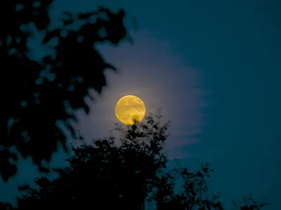 A harvest moon peeking through the trees on September 8, 2014.