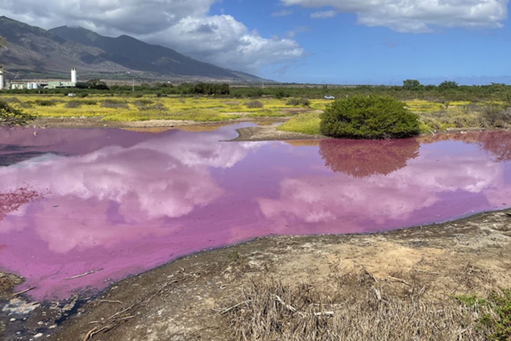 Pink water in a pond