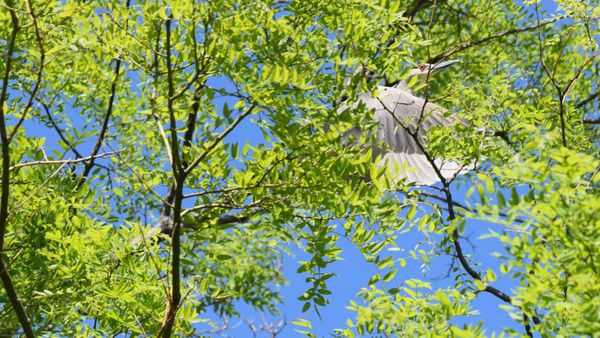 Black-crowned night heron takes flight on the Washington Channel. thumbnail