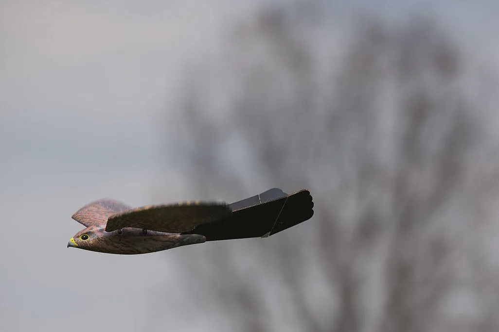 RoBird.jpg