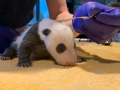 The Zoo's 1-month-old giant panda cub had its first veterinary exam over the weekend. Get the scoop from Laurie Thompson, assistant curator of giant pandas.