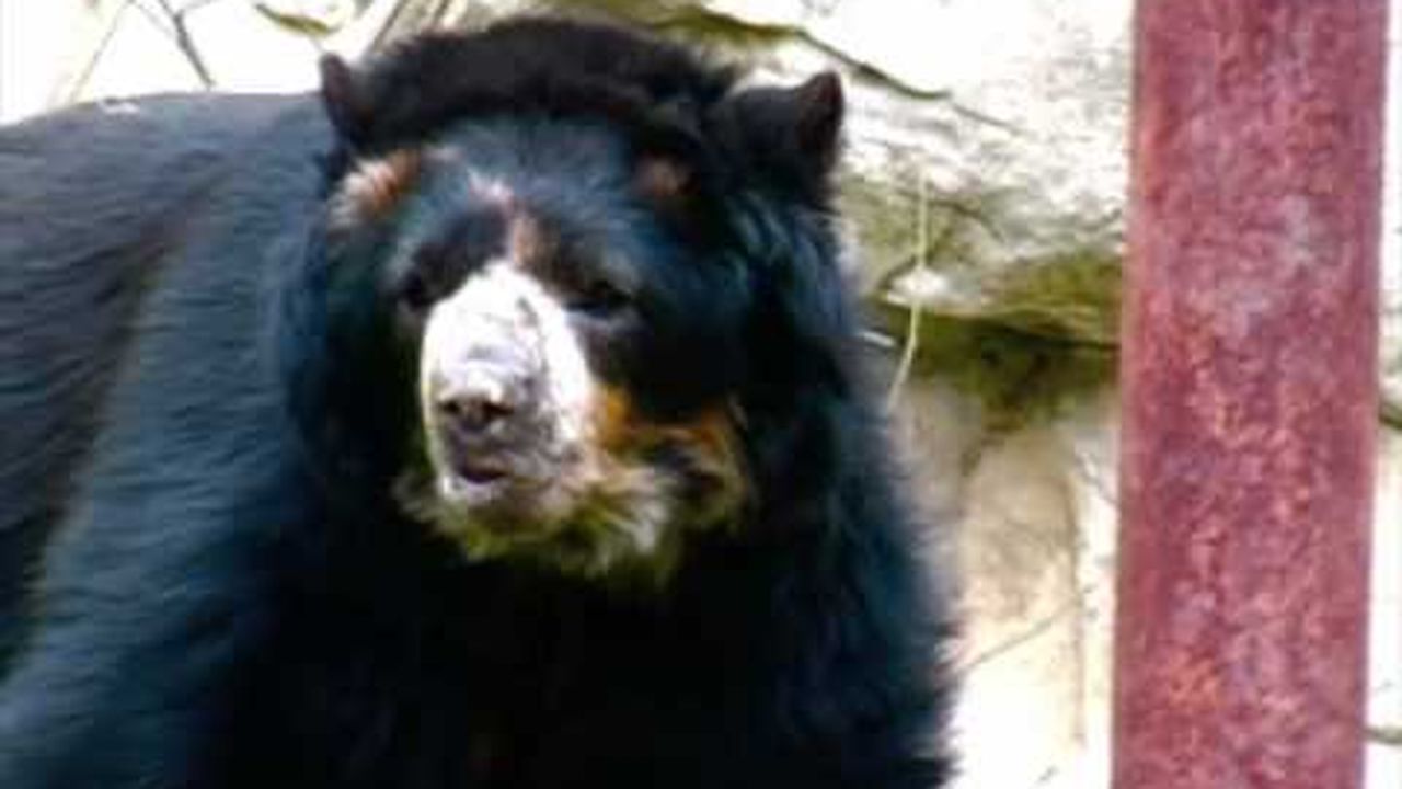 Preview thumbnail for Tackling Obesity at the National Zoo