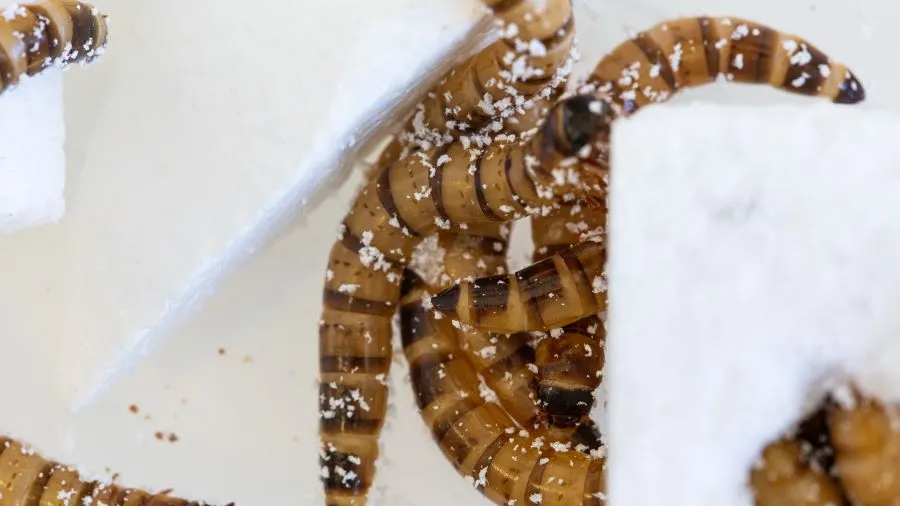Worms eating styrofoam