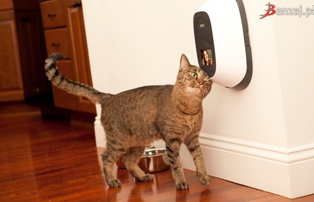 This Device Lets People Video Chat With Their Pets, Innovation