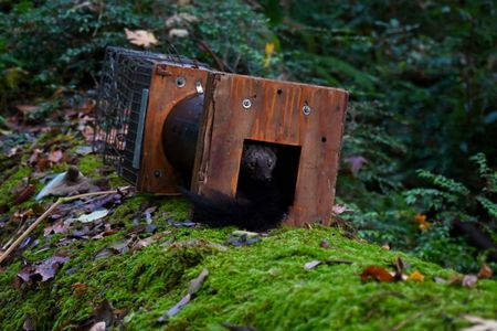 A captured fisher is released after undergoing sedation and physical examination, a part of the Hoopa Valley Tribe&rsquo;s longstanding efforts to monitor the culturally important species.