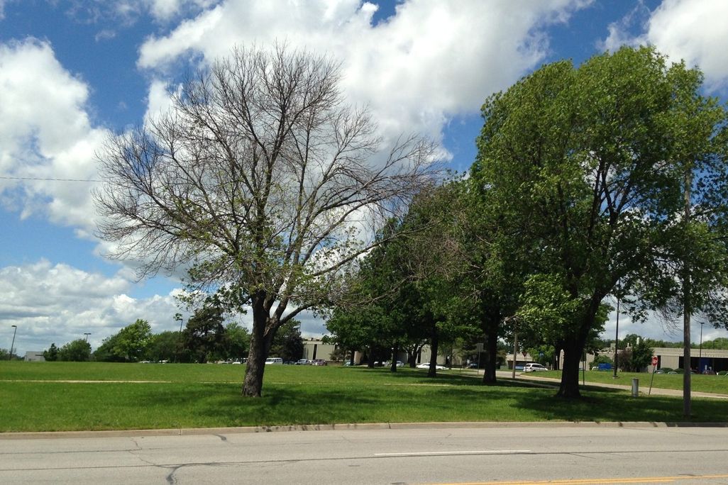 An image of a ash tree with emerald ash borer damage next to a healthy tree