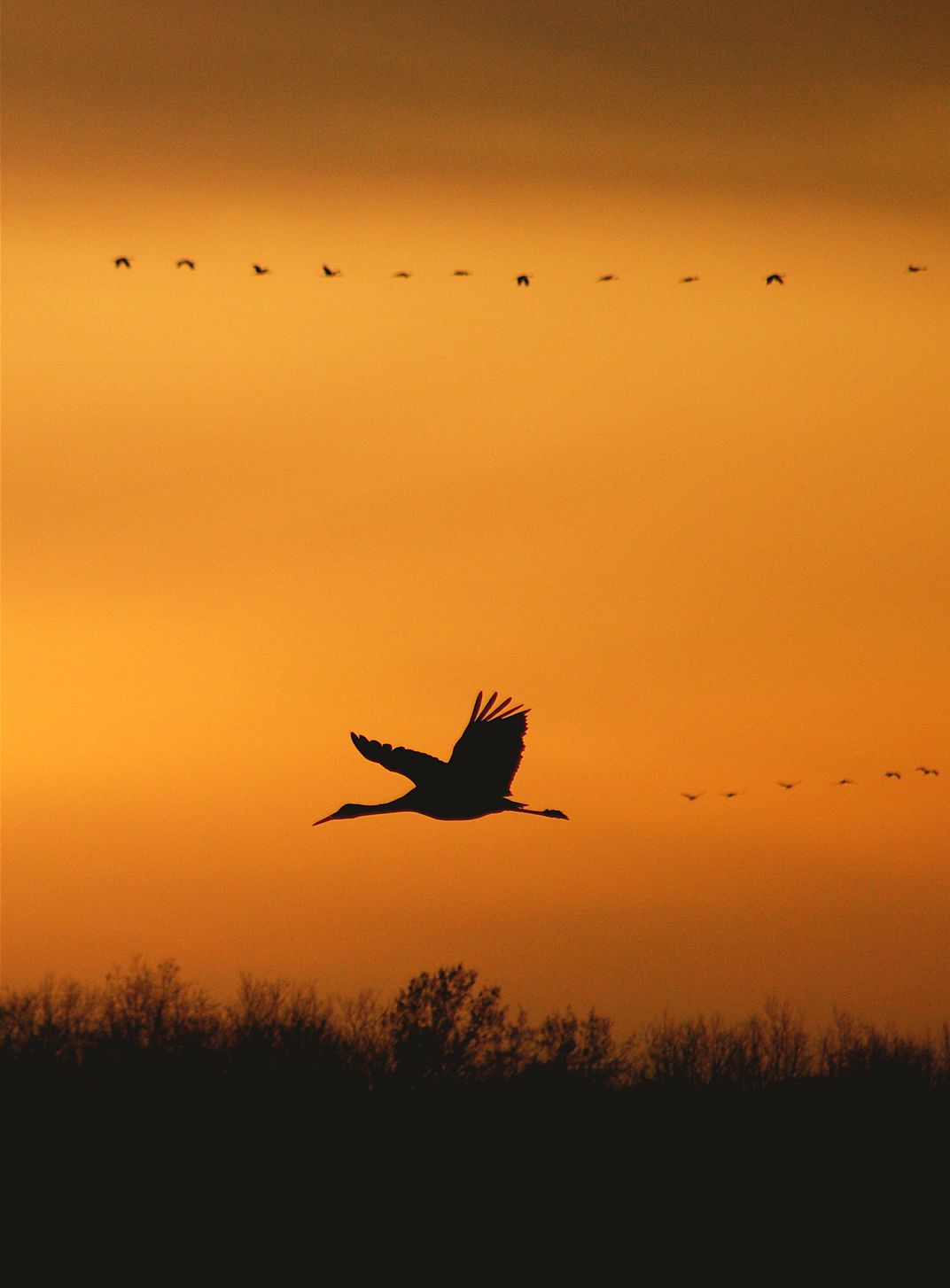 Flight of sandhill cranes | Smithsonian Photo Contest | Smithsonian ...