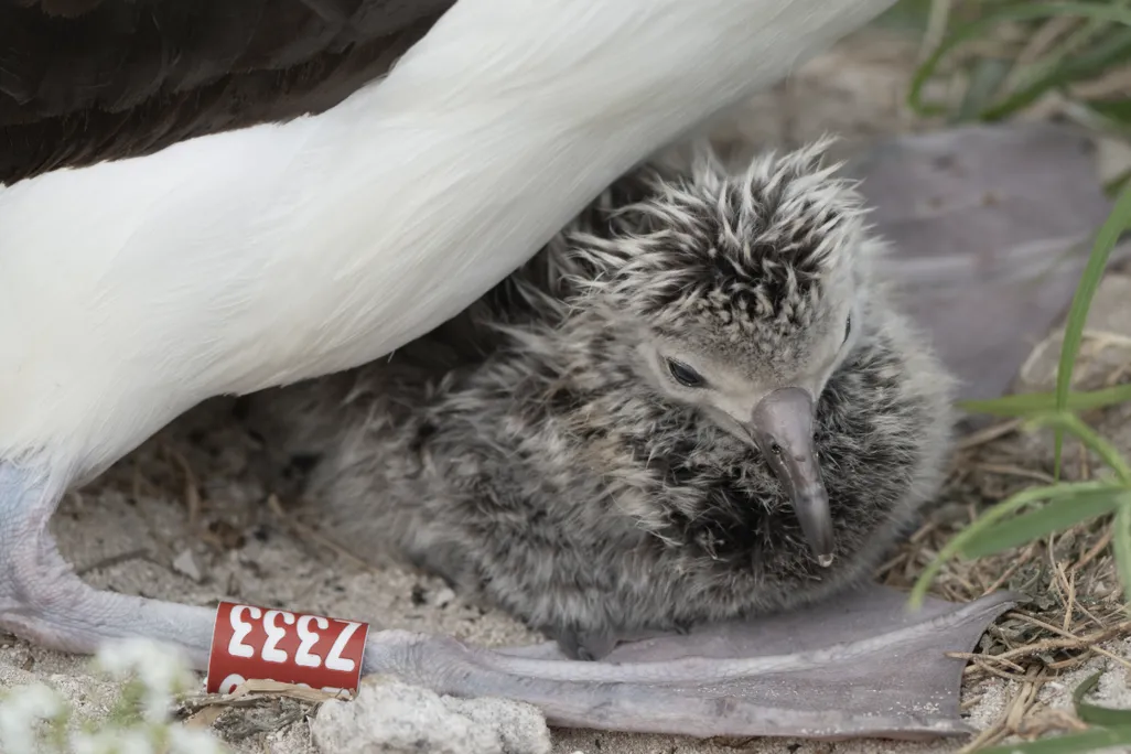 a downy albatross chick sits beneath a mother bird, of which only part of the body and leg—which has a band reading Z333—are visible