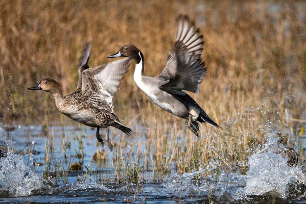Northern Pintail Ducks thumbnail